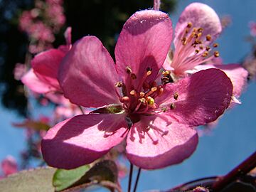 Crab apple flower