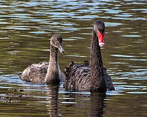 Cygnus atratus -Taylor Dam, near Blenheim, Marlborough, New Zealand -parent and juvenile-8