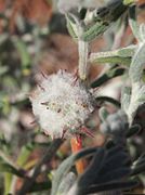 Dissocarpus fruit