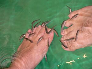 Doctor fish2