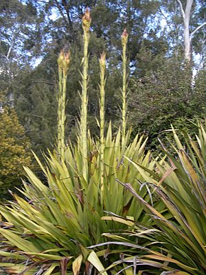 Doryanthes excelsa.JPG