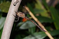 Dragonfly Austrocordulia refracta m Gippsland120117-3977