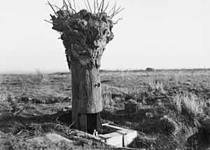 DummyTreeHill63Messines1917