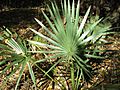 Dwarf Palmetto (10562472575)