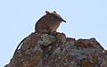 Eastern Rock Elephant Shrew