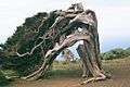 El Hierro Sabinar