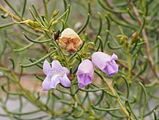 Eremophila rugosa (flower detail)