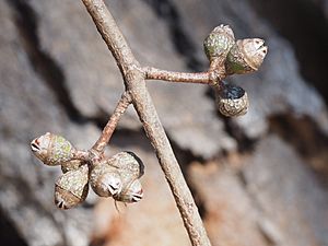 Eucalyptus blakelyi fruit