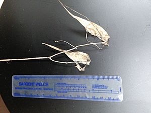 Fourleaf Milkweed Old Pods