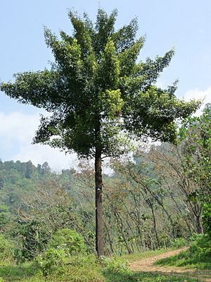 Garcinia gummi-gutta in Aanakkulam