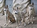 Himalayan wolves