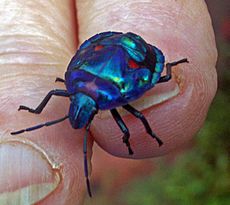 Jewel Beetle 2