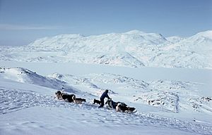 Kangerluarsuk tulleq dog sledge