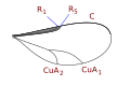 Lasiopterini wing veins