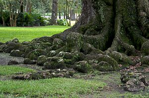 Live oak 20070706-200126