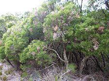 Melaleuca croxfordiae (habit)