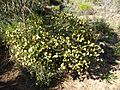 Melaleuca depressa (habit)