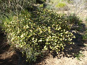 Melaleuca depressa (habit).JPG