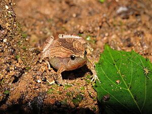 Microhyla sholigari Front profile