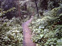 Mount Keira Ring Track