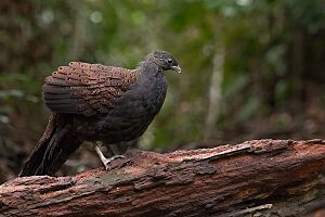 Mountain Peacock-Pheasant