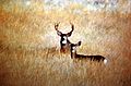 MuleDeer ModocCounty