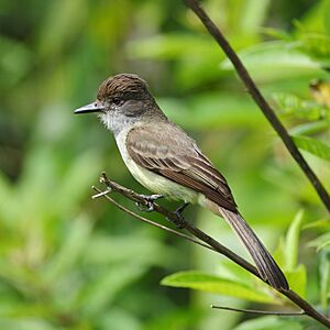 Myiarchus ferox-Short-crested Flycatcher.JPG