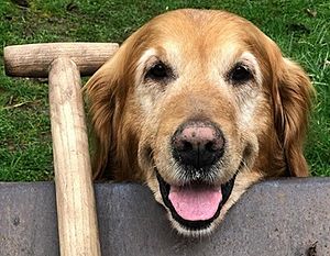 Nigel the gardening dog