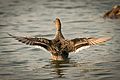 Northern Pintail (Female)