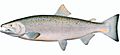 Oncorhynchus keta