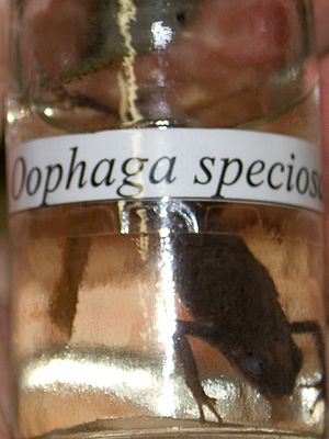 Oophaga speciosa.jpg