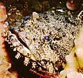 OysterToadfish.jpeg