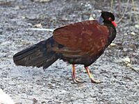 Pheasant Pigeon RWD