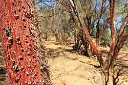 Red Mulga