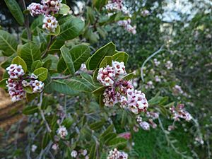 Rhus kearneyi.jpg