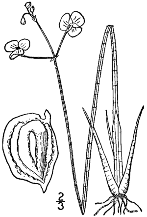 Sagittaria teres drawing.png