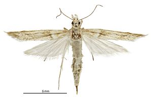 Scoparia s.l. turneri female.jpg