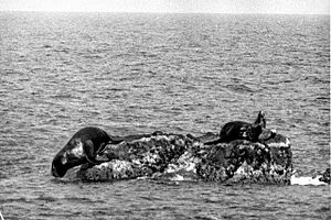 Sealion in Takesima，Japan(June,1934)