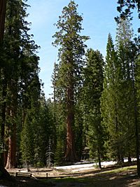 Sequoiadendron giganteum 08145