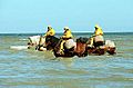 Shrimpers on horseback