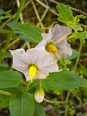 Solanum umbelliferum1.jpg