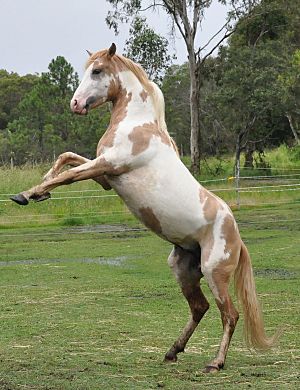 SpanishMustang