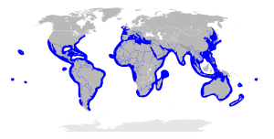 Sphyrna distribution map.svg