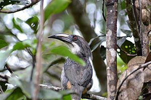 Sri Lanka Grey Hornbill