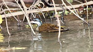 Sungrebe (Heliornis fulica) (5771826725)