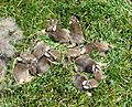 Sylvilagus floridanus babies