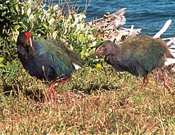 Takahe and chick