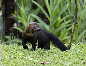 Tayra - Male, Brazil.jpg