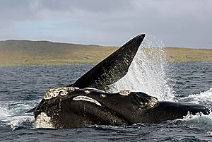 Through DNA fingerprinting that southern right whales are now migrating once again from sub-Antarctic islands to their ancestral calving grounds on the mainland of New Zealand