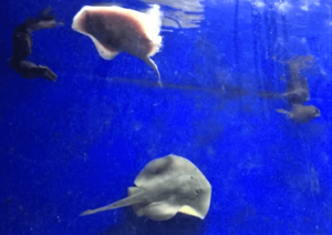 Urobatis halleri Aquarium Store